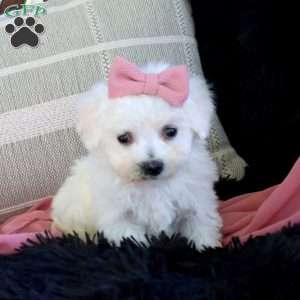 Ava, Bichon Frise Puppy