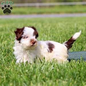 Ava, Havapoo Puppy