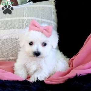 Ava, Bichon Frise Puppy