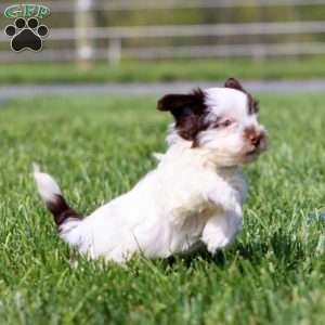 Ava, Havapoo Puppy
