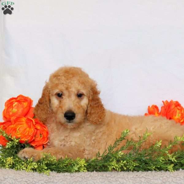 Axel, Goldendoodle Puppy