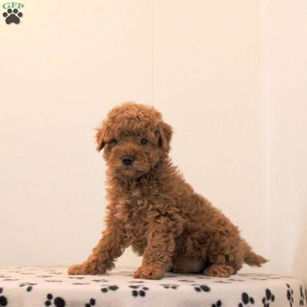 Axel, Toy Poodle Puppy