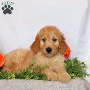 Axel, Goldendoodle Puppy