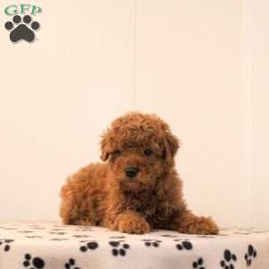 Axel, Toy Poodle Puppy