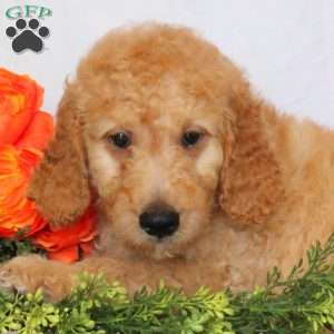 Axel, Goldendoodle Puppy
