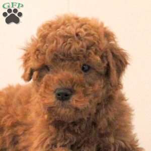 Axel, Toy Poodle Puppy