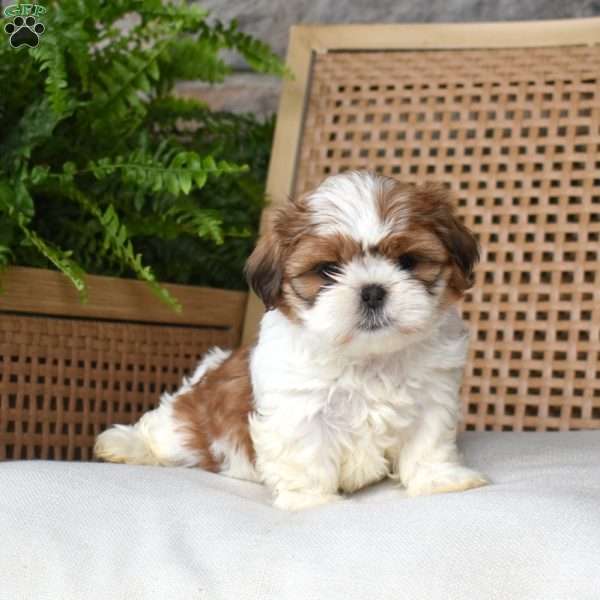 Bailey, Shih Tzu Puppy