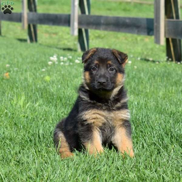 Bailey, German Shepherd Puppy