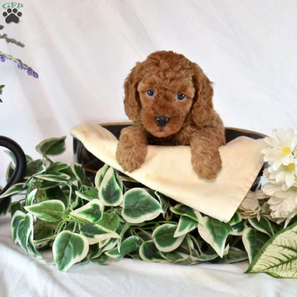 Bailey, Cavapoo Puppy