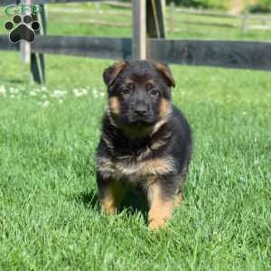 Bailey, German Shepherd Puppy