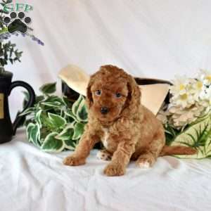 Bailey, Cavapoo Puppy