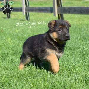 Bailey, German Shepherd Puppy