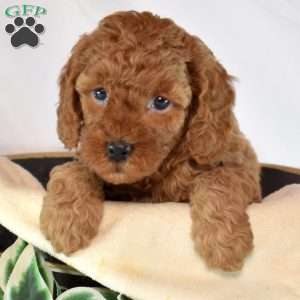 Bailey, Cavapoo Puppy