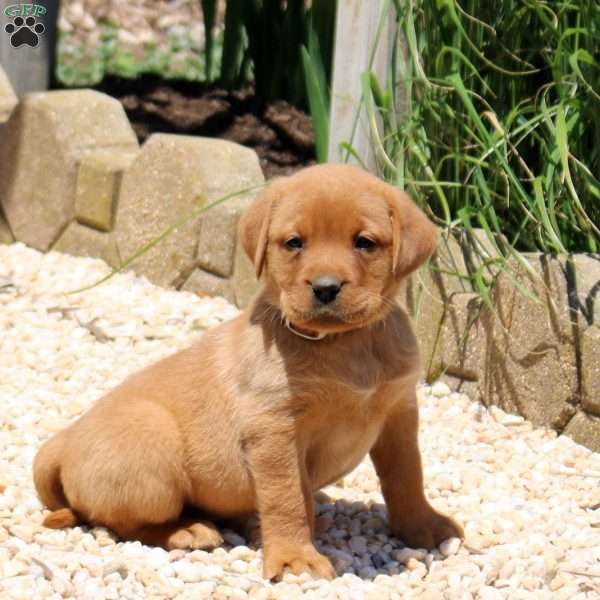 Bambi, Fox Red Labrador Retriever Puppy