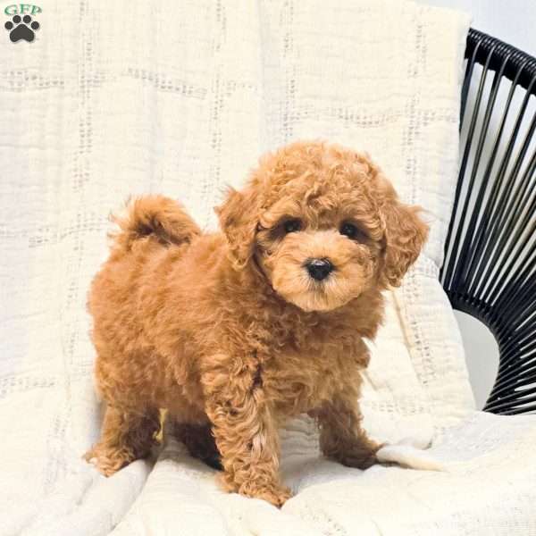 Bambi, Miniature Poodle Puppy