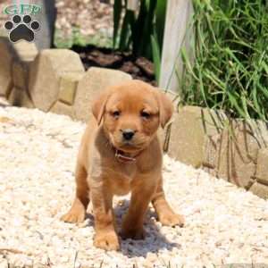 Bambi, Fox Red Labrador Retriever Puppy