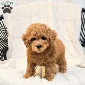 Bambi, Miniature Poodle Puppy
