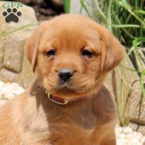 Bambi, Fox Red Labrador Retriever Puppy