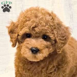 Bambi, Miniature Poodle Puppy