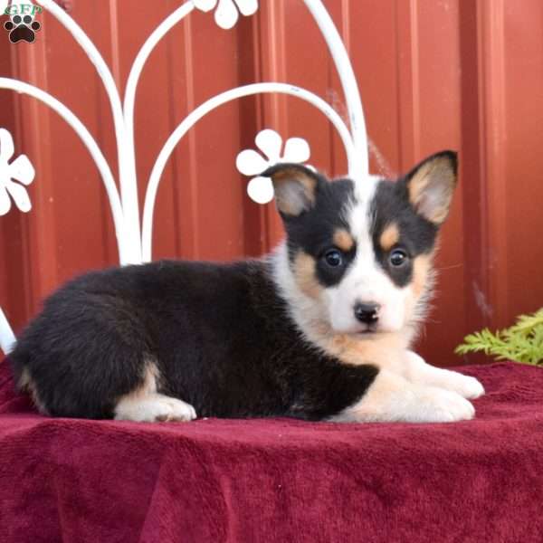 Bandit, Pembroke Welsh Corgi Puppy