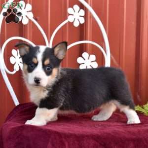 Bandit, Pembroke Welsh Corgi Puppy