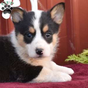Bandit, Pembroke Welsh Corgi Puppy