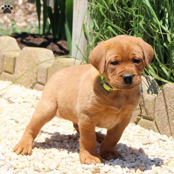 Banjo, Fox Red Labrador Retriever Puppy