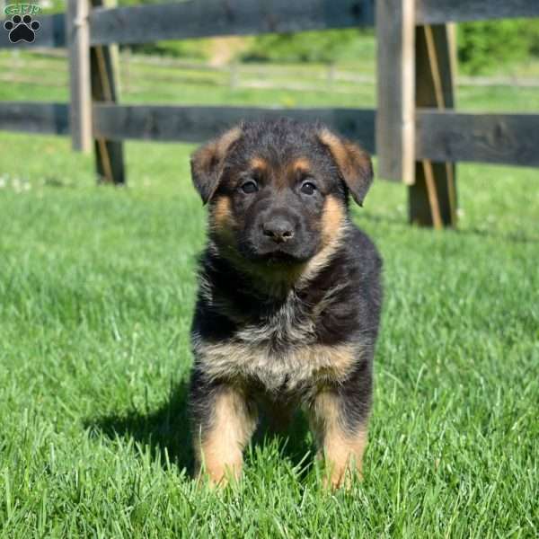 Banjo, German Shepherd Puppy