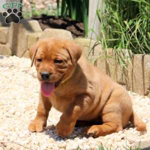 Banjo, Fox Red Labrador Retriever Puppy