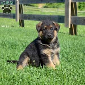 Banjo, German Shepherd Puppy