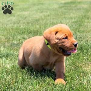 Banjo, Fox Red Labrador Retriever Puppy