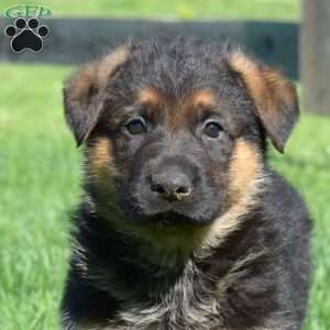 Banjo, German Shepherd Puppy