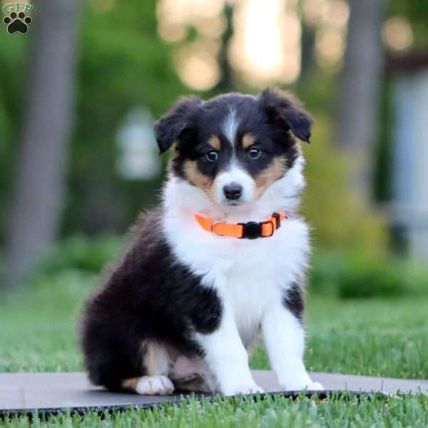 Banjo, Sheltie Puppy