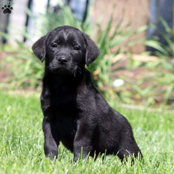 Banjo, Black Labrador Retriever Puppy