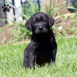 Banjo, Black Labrador Retriever Puppy