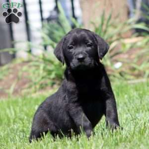 Banjo, Black Labrador Retriever Puppy