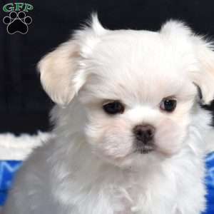 Bear, Maltese Puppy