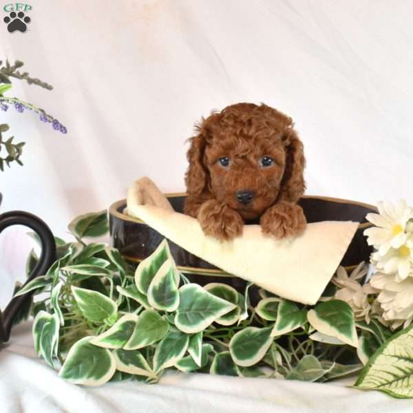 Barkley, Cavapoo Puppy