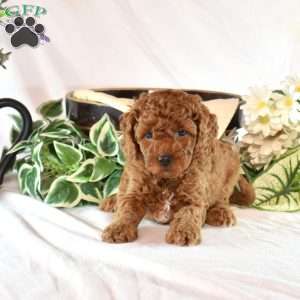 Barkley, Cavapoo Puppy