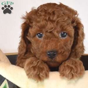 Barkley, Cavapoo Puppy