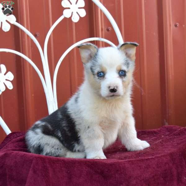 Barley, Pembroke Welsh Corgi Puppy