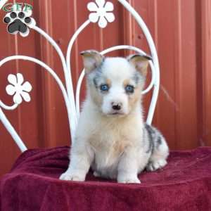 Barley, Pembroke Welsh Corgi Puppy
