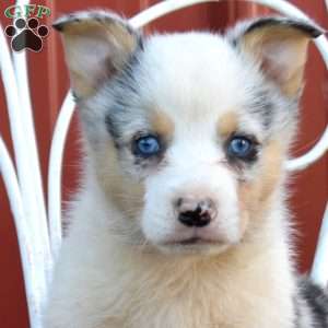 Barley, Pembroke Welsh Corgi Puppy