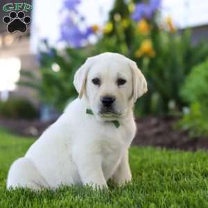 Barney, Yellow Labrador Retriever Puppy
