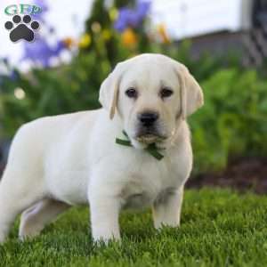 Barney, Yellow Labrador Retriever Puppy
