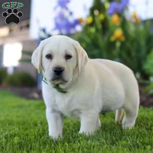 Barney, Yellow Labrador Retriever Puppy