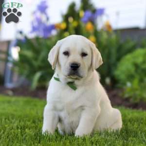 Barney, Yellow Labrador Retriever Puppy