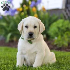 Barney, Yellow Labrador Retriever Puppy