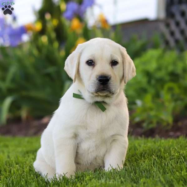 Barney, Yellow Labrador Retriever Puppy