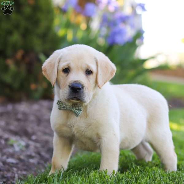 Bart, Yellow Labrador Retriever Puppy